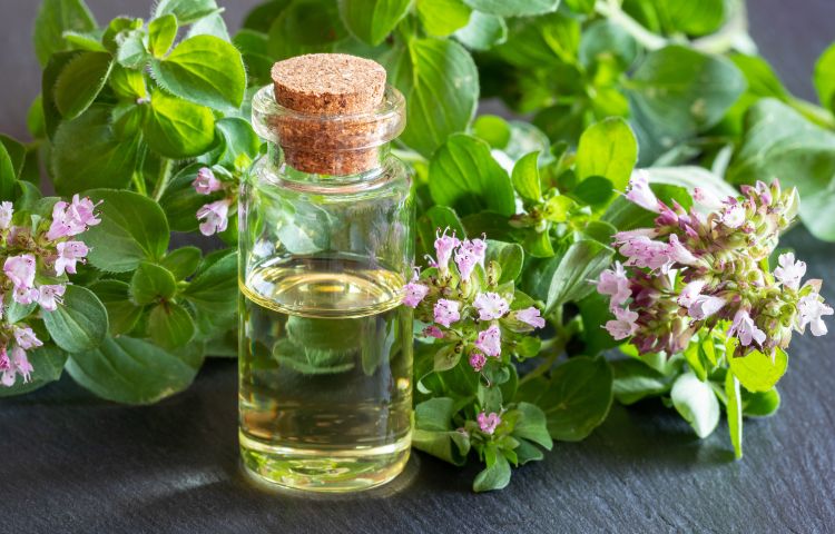 The Wonders of Oregano Oil: Nature’s Powerful Elixir for Health and Wellness