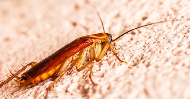 Winter Cockroach Control in Dubai: Why They Invade More When It Cools
