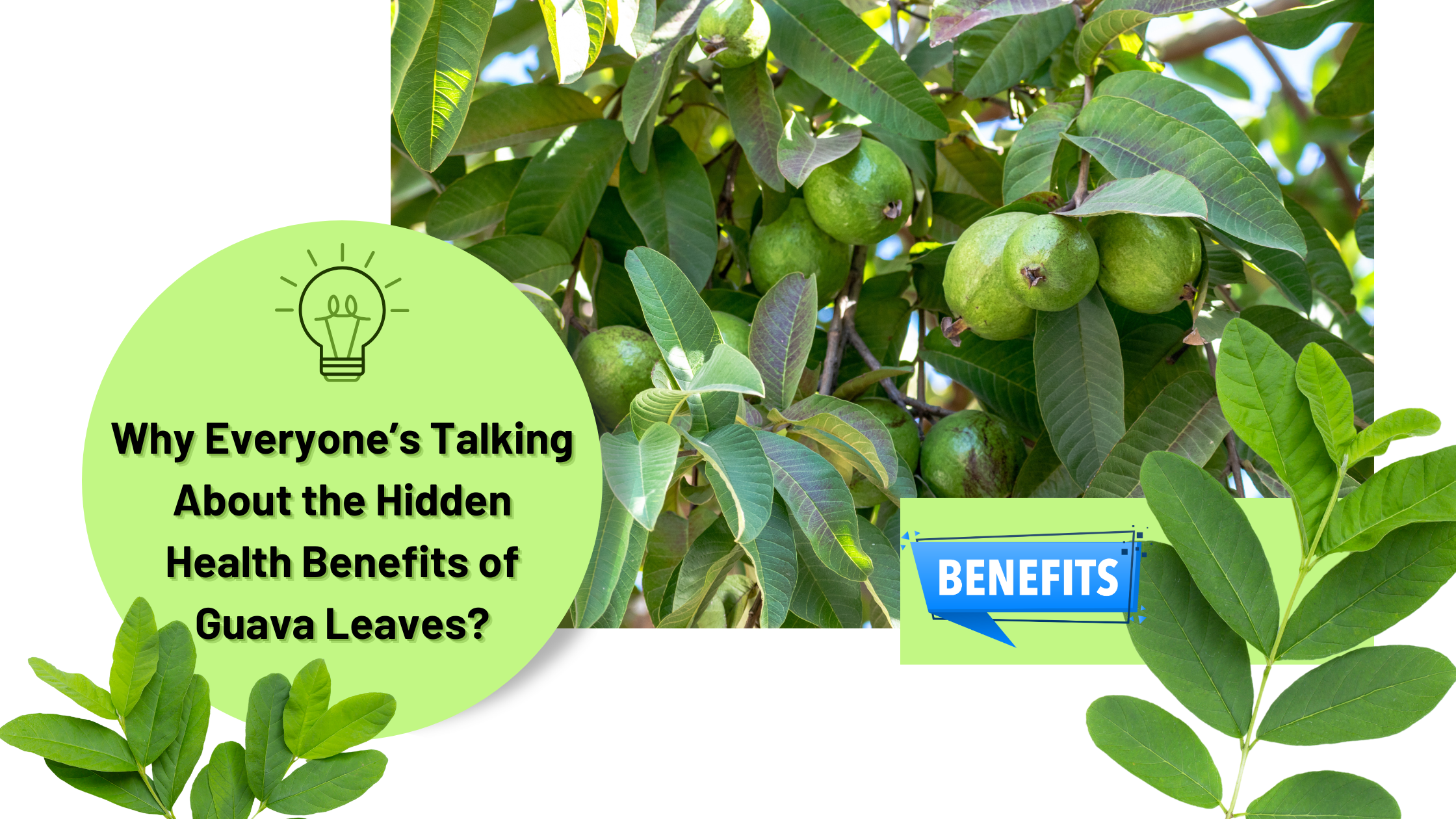 Why Everyone’s Talking About the Hidden Health Benefits of Guava Leaves?