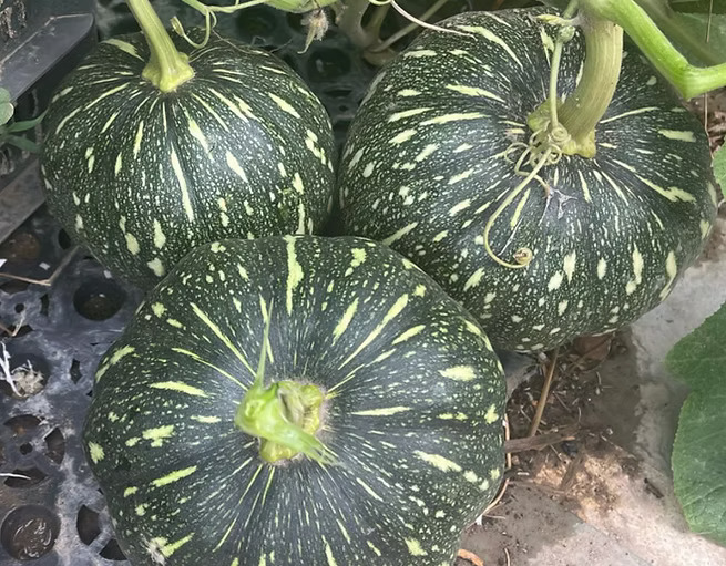 Buy Premium F1 Hybrid Pumpkin Seeds Online – High-Yield, Disease-Resistant Varieties