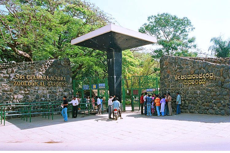 Explore the Fascinating World of Mysore Zoo and Its Timings