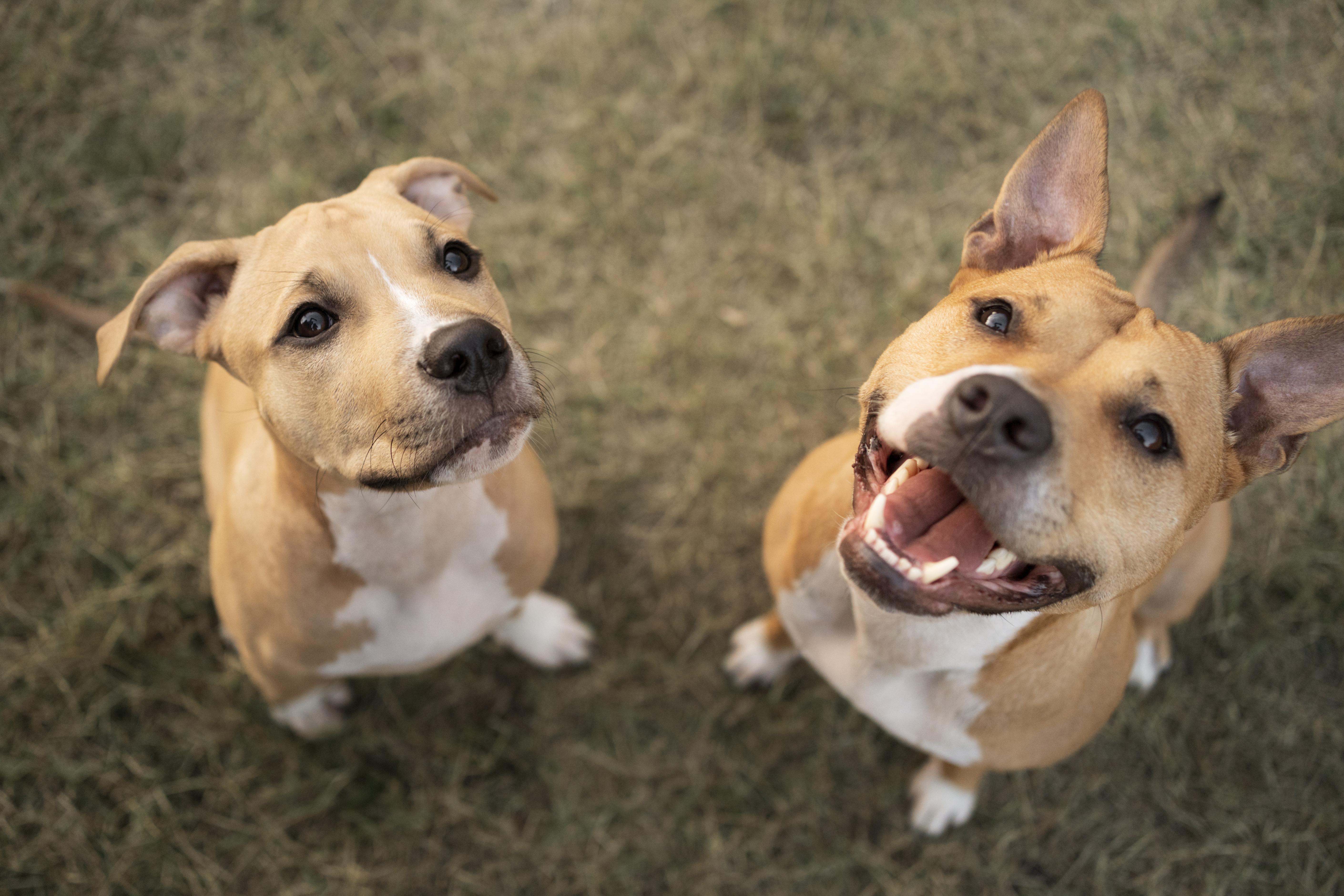 Brindle Bull Terriers and Male Bull Terriers Available at Boss Bull Terriers
