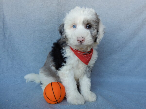 Find Your Perfect Companion: Mini Sheepadoodle Puppies for Sale in Ohio
