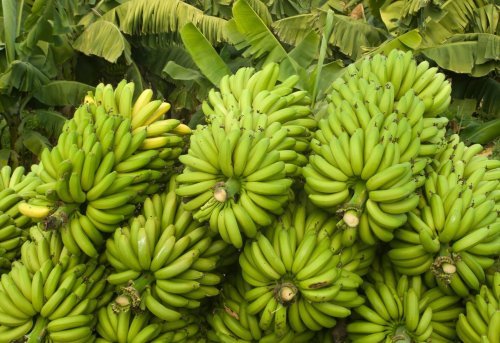 Banana Exporting from India: The Process, Challenges, and Opportunities