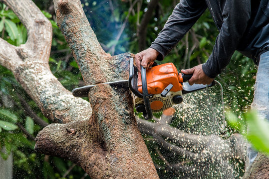 Is It Better To Remove A Tree In Summer Or Winter?