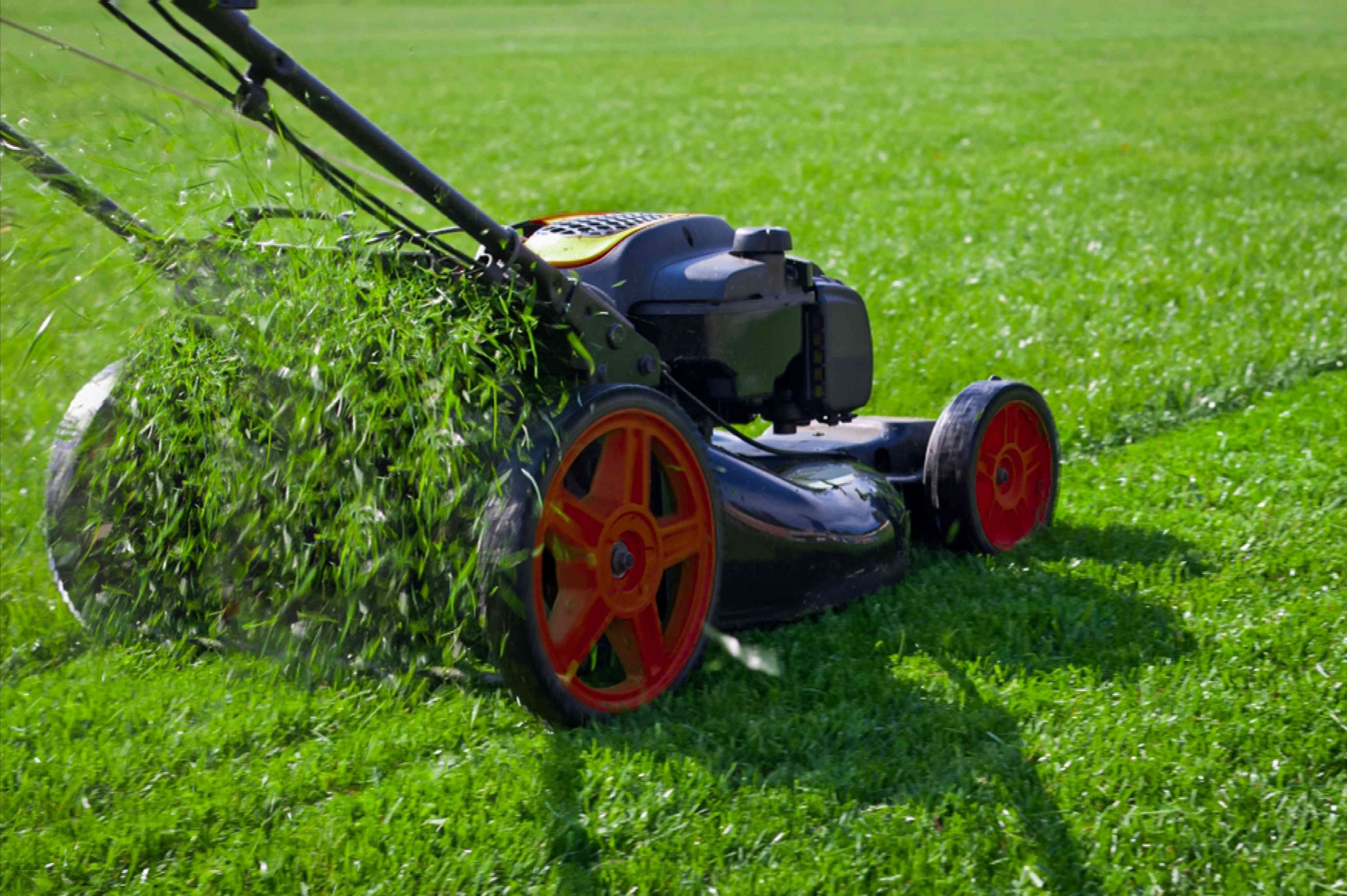 Complete Lawn Care Solutions: From Pest Control to Sod Installation