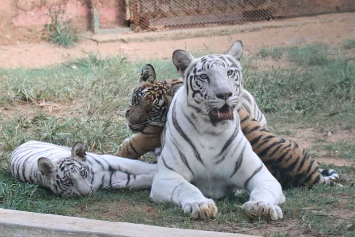 Explore the Wonders of Nandankanan Zoological Park Today