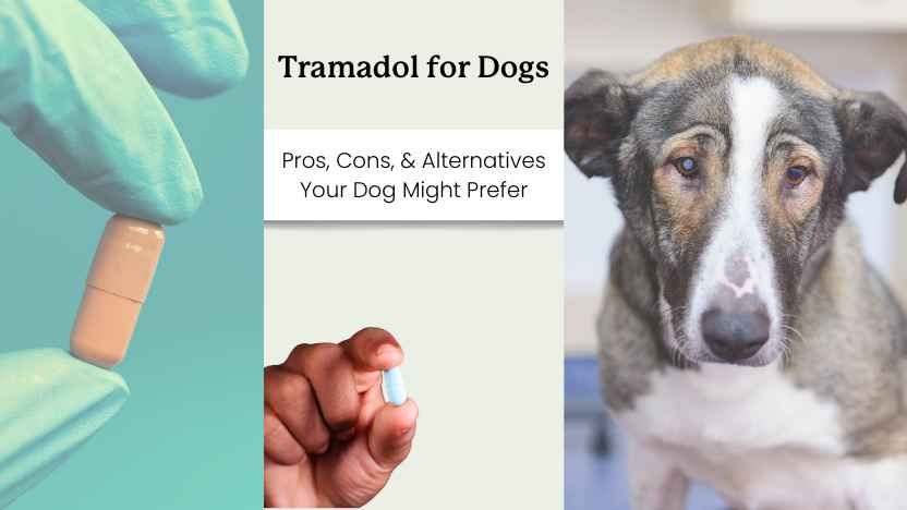 Tramadol for Dogs: What Every Dog Owner Should Know