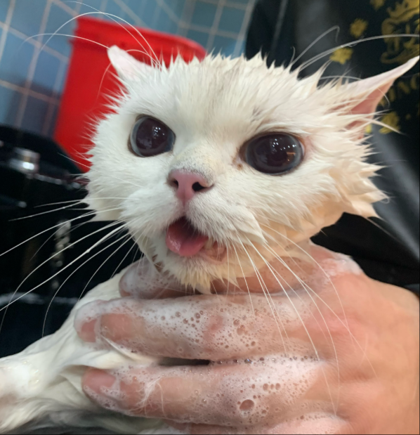 Can Fleas Cause Hair Loss in Cats?