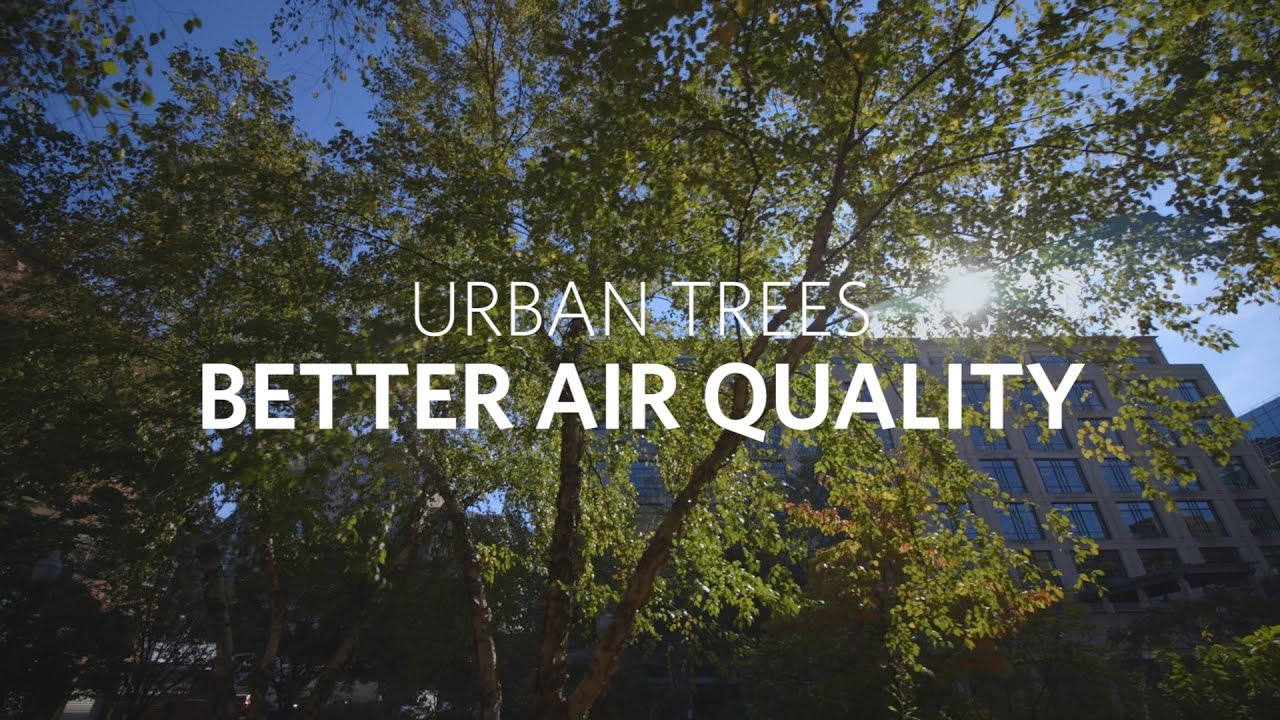 Air Quality Effects of Urban Trees and Parks