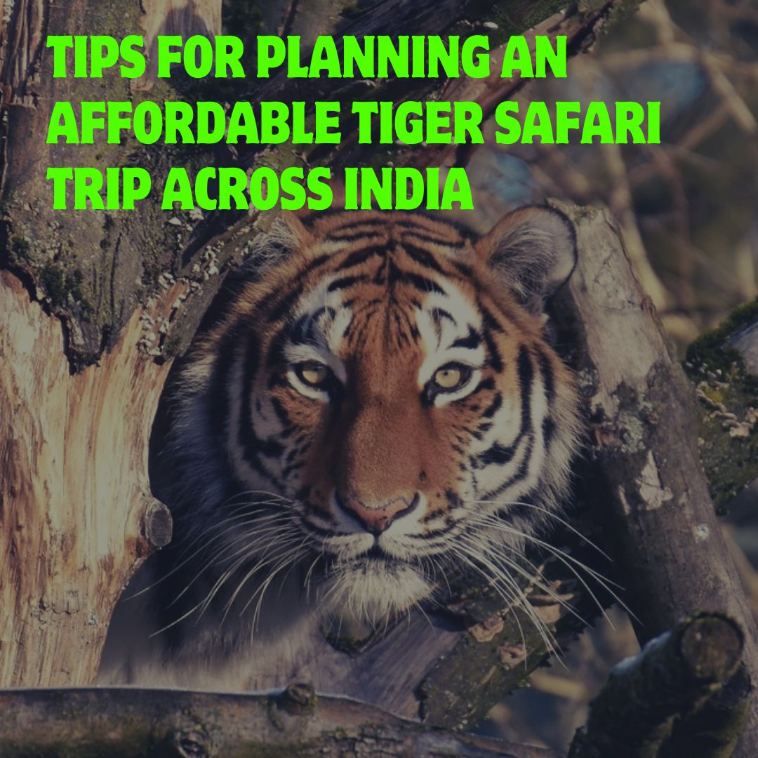 Tips for Planning an Affordable Tiger Safari Trip Across India