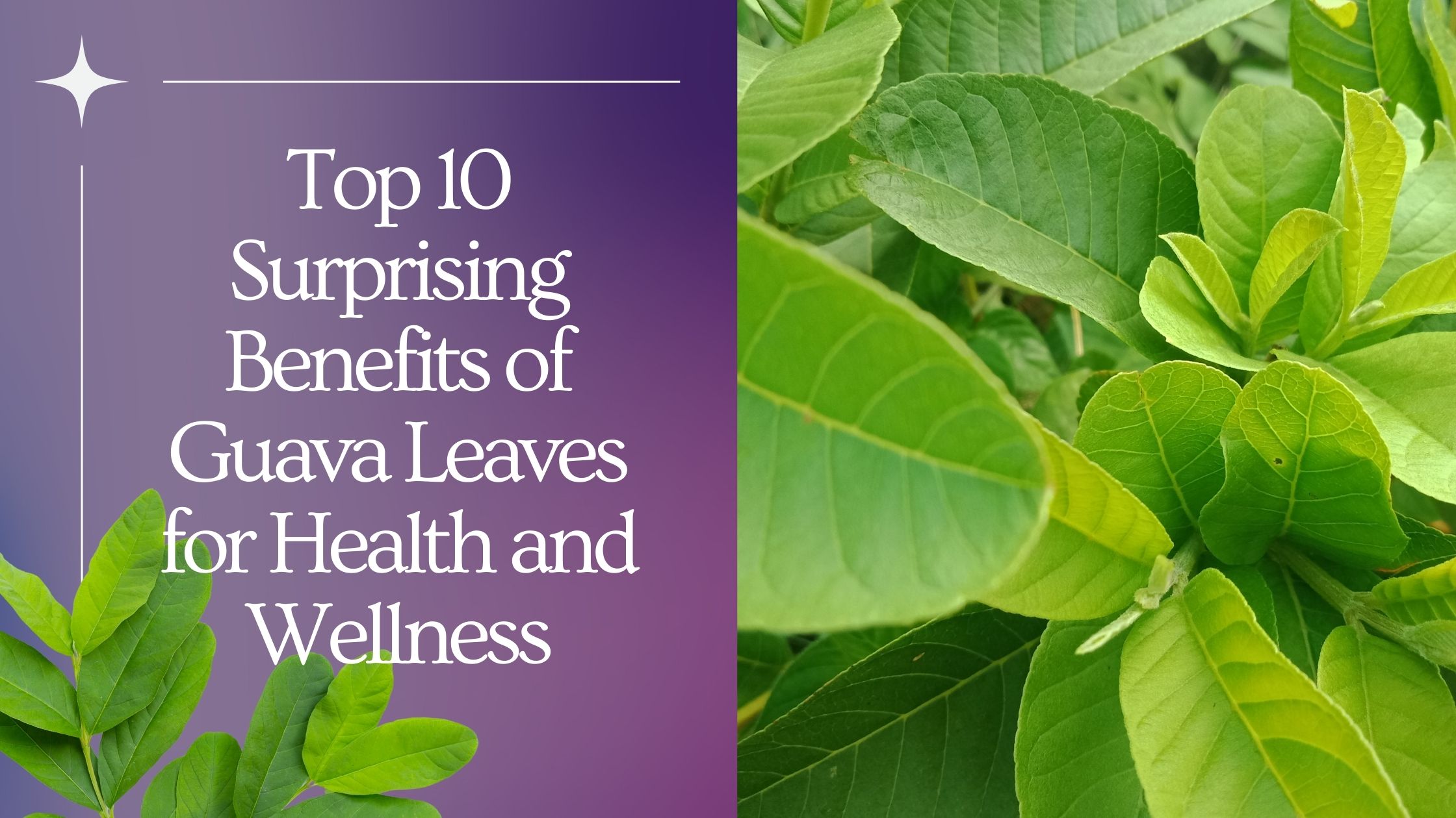Top 10 Surprising Benefits of Guava Leaves for Health and Wellness