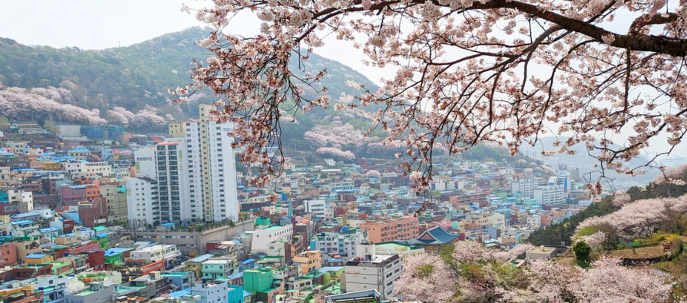Bubi Connects: The Social Engine Behind Busan’s Best Finds