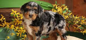 Why Dog Lovers Say This is the Best Bernedoodle Breeder in the Carolinas