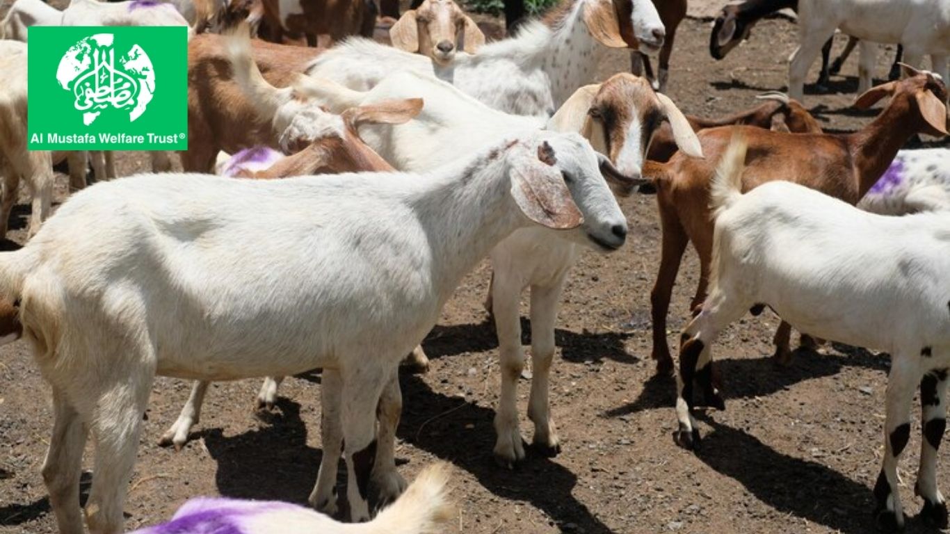 6 Types of Animals Suitable for Qurbani: A Complete Guide for Eid ul Adha 2025
