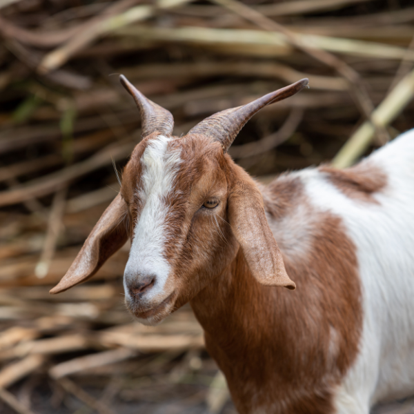 Share Eid Joy with the Needy – Give Qurbani through Care And Relief Foundation