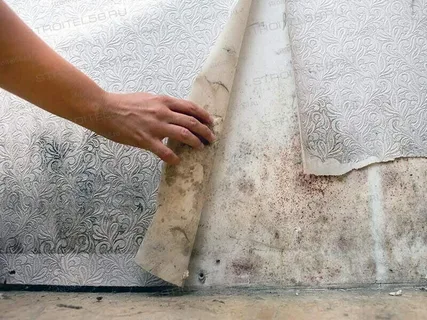 Water Leaks and Damp: A Hidden Threat to Your Health and Home