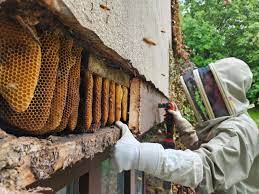 Pest Control Queens NY: How to Remove a Hornet’s Nest Without Spray or Harsh Chemicals
