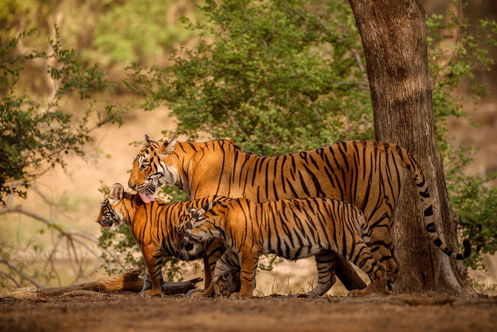 Have You Visited These Top 5 Places in Kabini?