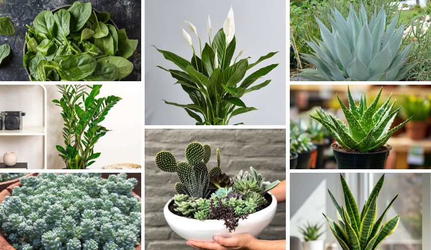 Low Maintenance Outdoor Potted Plants Guide for Any Garden