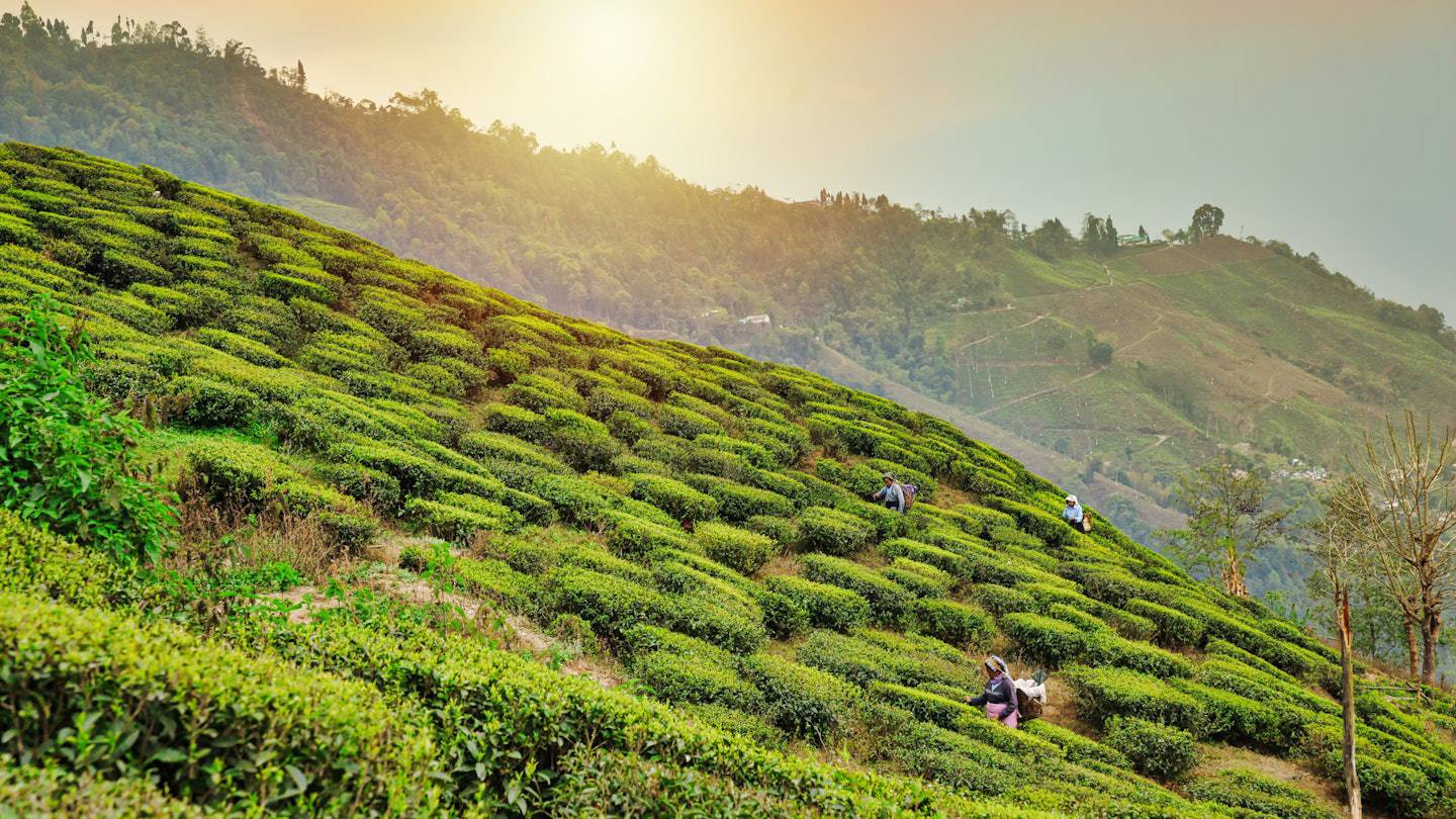 Darjeeling Tour Package: Where Nature Meets Culture in the Himalayas
