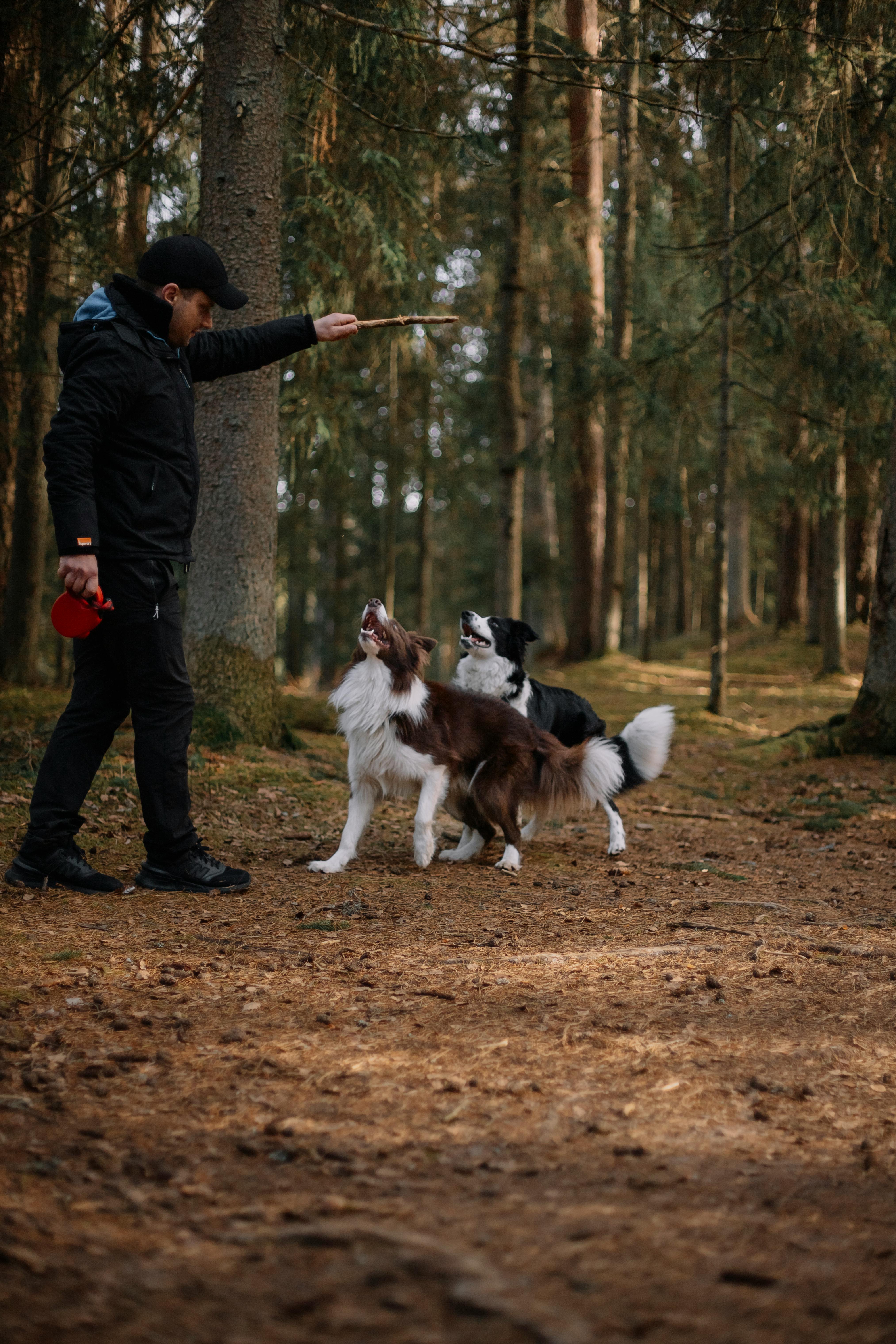 Hand Signal Dog Training Guide