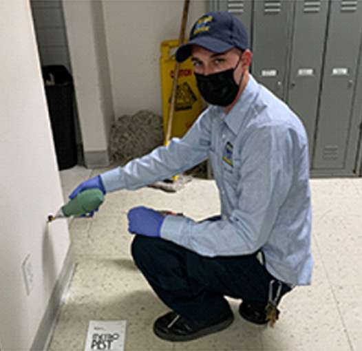 Reliable Squirrels Removal Flushing: Ensure Your Home’s Safety
