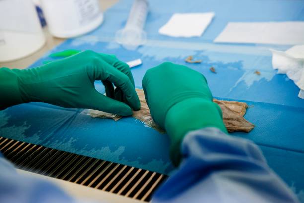 Benefits of Joining Live Animal Porcine Pig Surgical Training