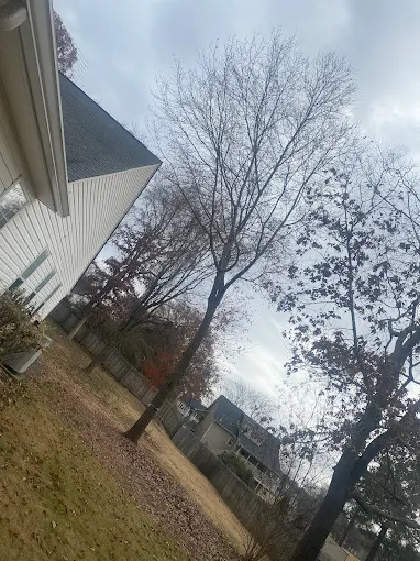 Expert Arborists in Villa Rica, Georgia – Bill’s