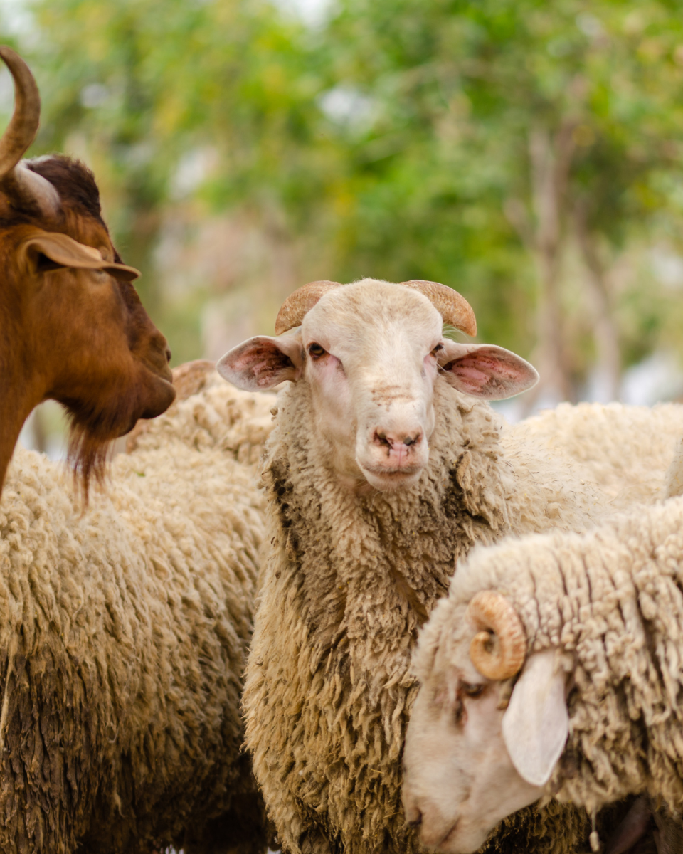 Your Qurbani, Their Relief - Support Banbury Madni Masjid’s Qurbani Appeal 2025