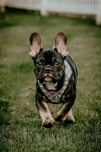 Find Your Perfect French Bulldog
