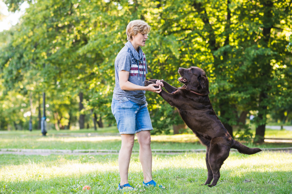 The Ultimate Guide to Pet Grooming in West Palm Beach FL