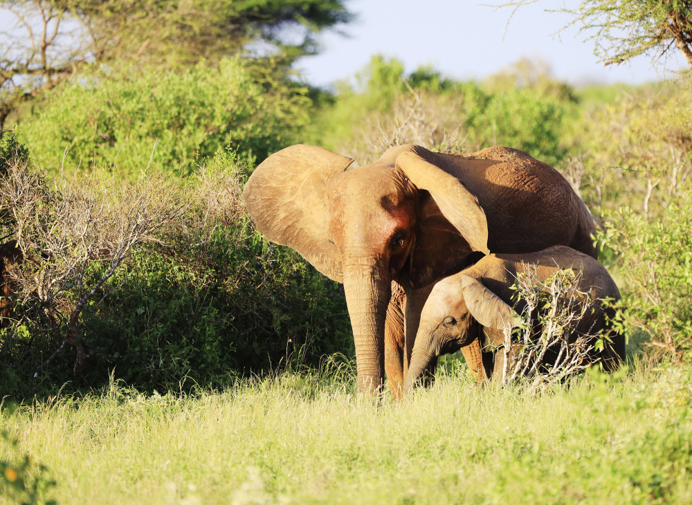 Complete Travel Solutions: From Corporate Travel to Safari Packages in Tanzania