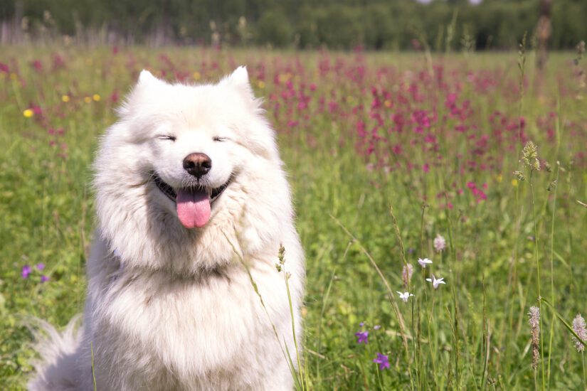 Dog Daycare in Delhi: A Complete Guide for Pet Parents