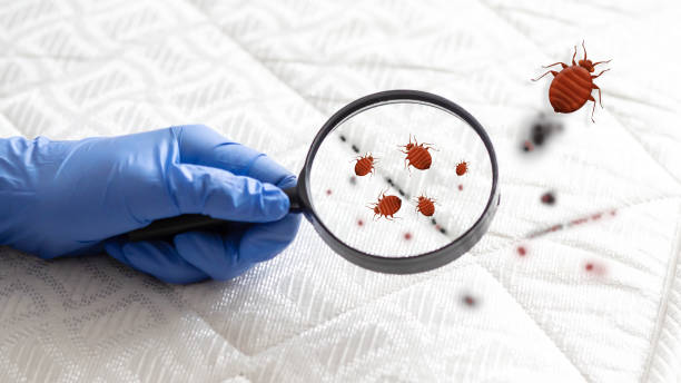 Comprehensive Bed Bug Treatment Services in New York