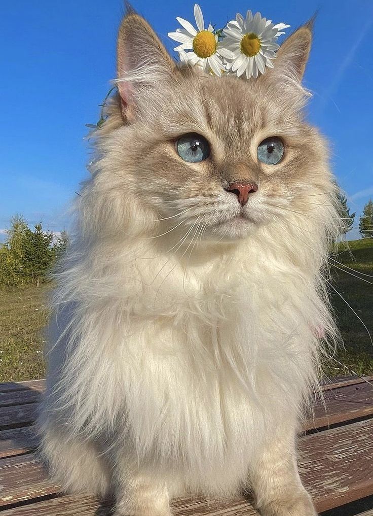 All Siamese Cat Breeds: Colors & Traits Guide