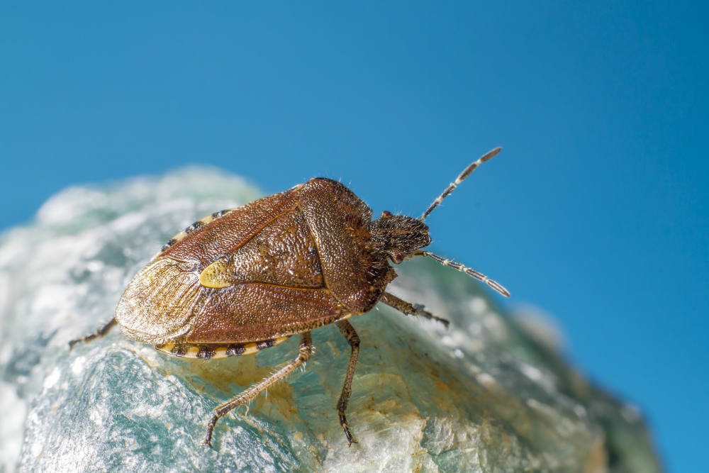 Lake Orion’s Guide to Heat Treatment for Bed Bug Infestations