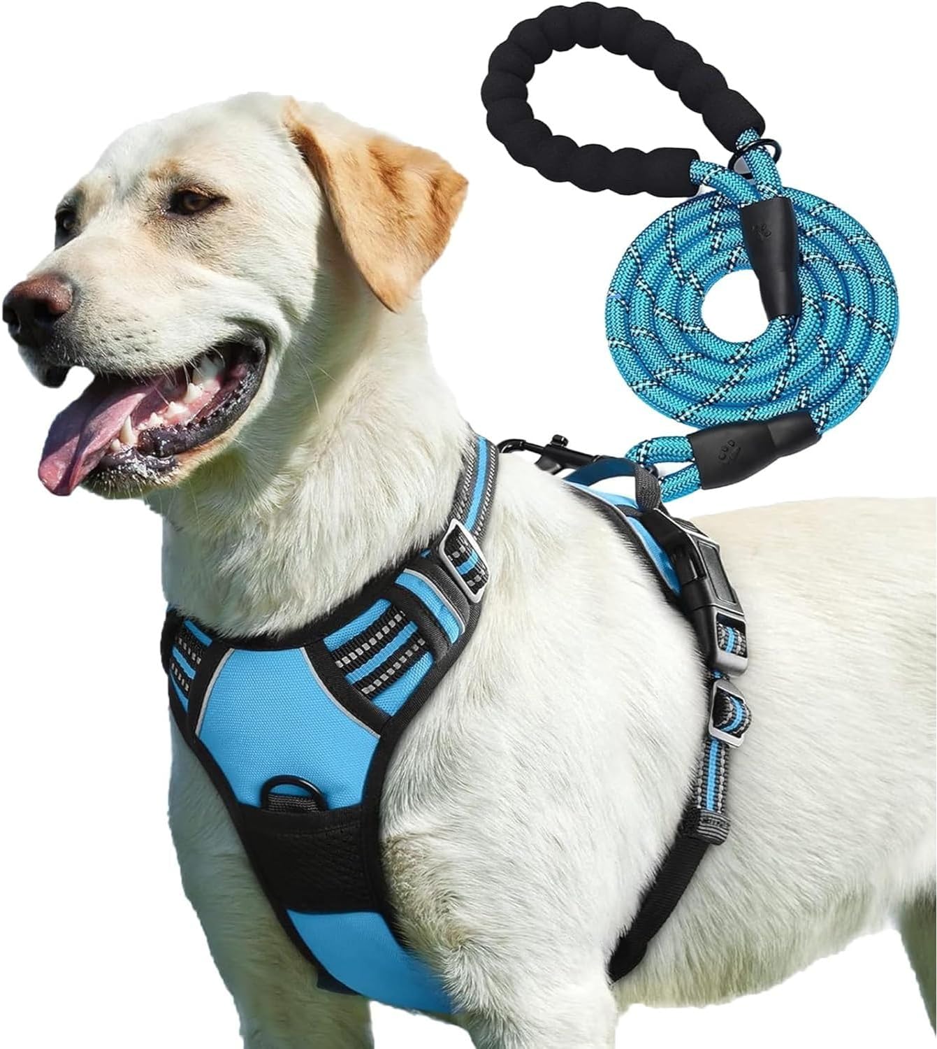Retractable Dog Leads: Are They the Right Choice for Your Dog?