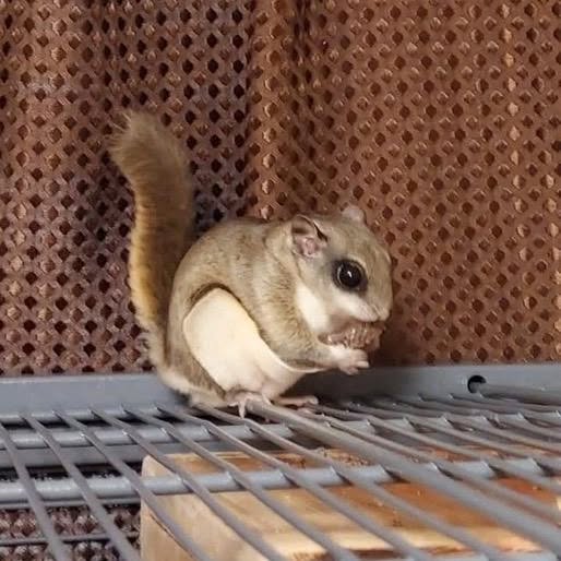 Flying Squirrel for Sale