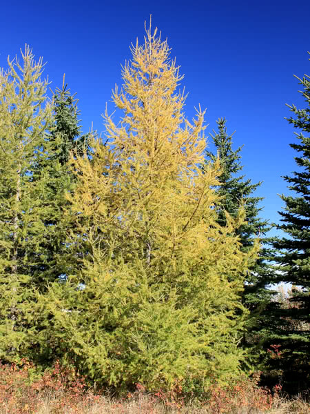 Siberian Larch Cladding: Uses, Advantages, and Disadvantages