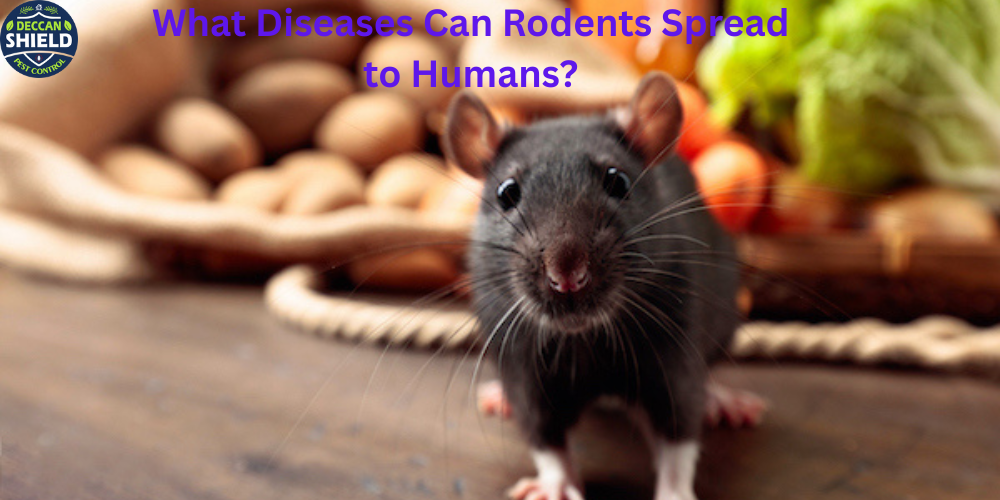 What Diseases Can Rodents Spread to Humans?