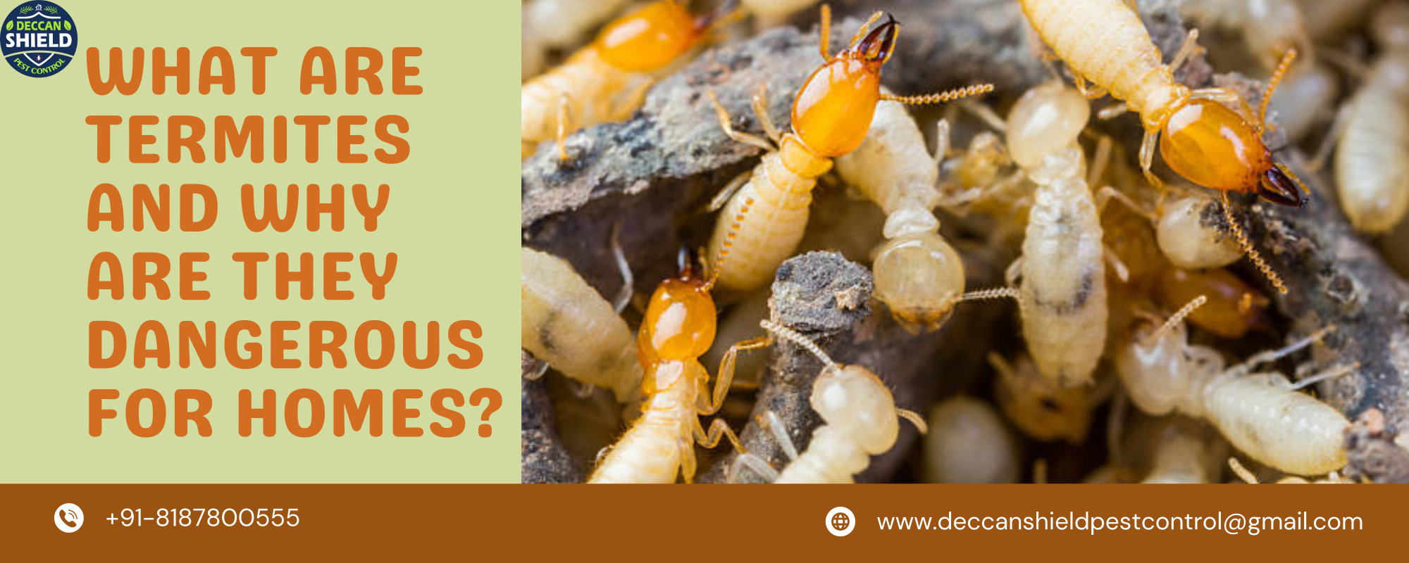 What are Termites and Why are They Dangerous for Homes?