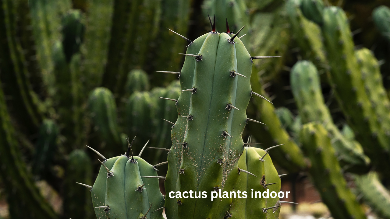 25 Stunning Indoor Cactus Types That Are Almost Impossible to Kill