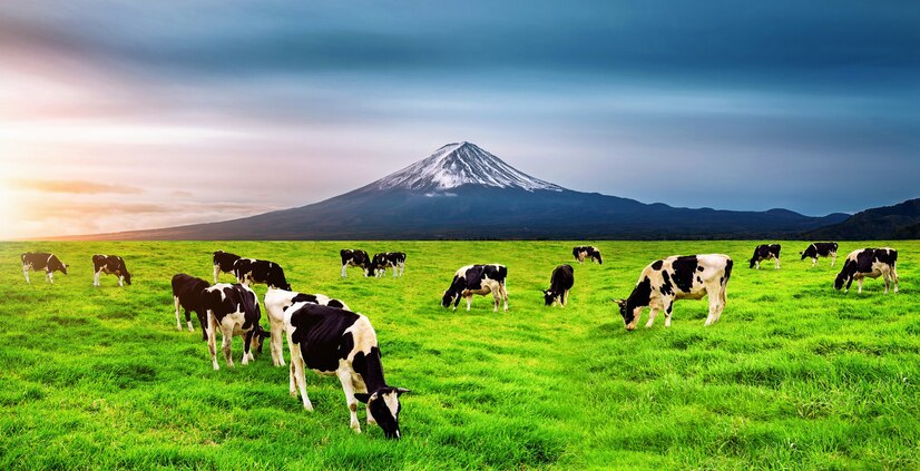 Haryana Cow Milk Dairy by Dairyjoy: Farm-Fresh Nutrition Delivered Daily
