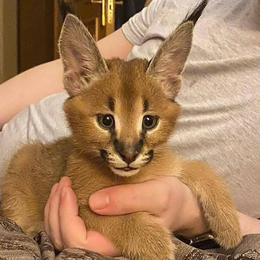 African Caracals Kitten for Sale in USA & Canada – Prety Exotic