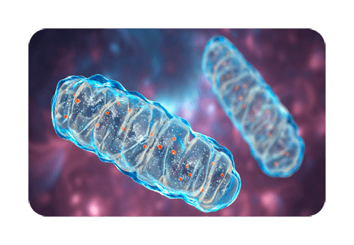 Mitochondrial Formula Review: The Mitochondria-Boosting Formula That’s Changing Lives After 40!