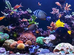 How to Find the Best Fish Tank Sale: A Guide for Smart Aquarists