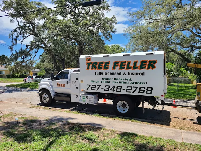Tree Pruning Service in Cheyenne, Wyoming