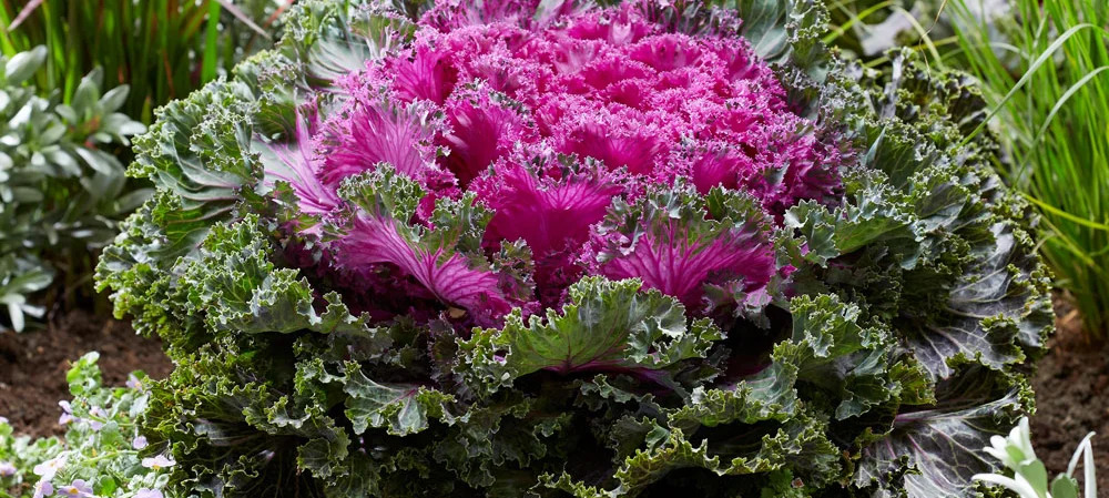 Kale Candy Crush Plant Profile: Growing, Eating, And Decorating Tips