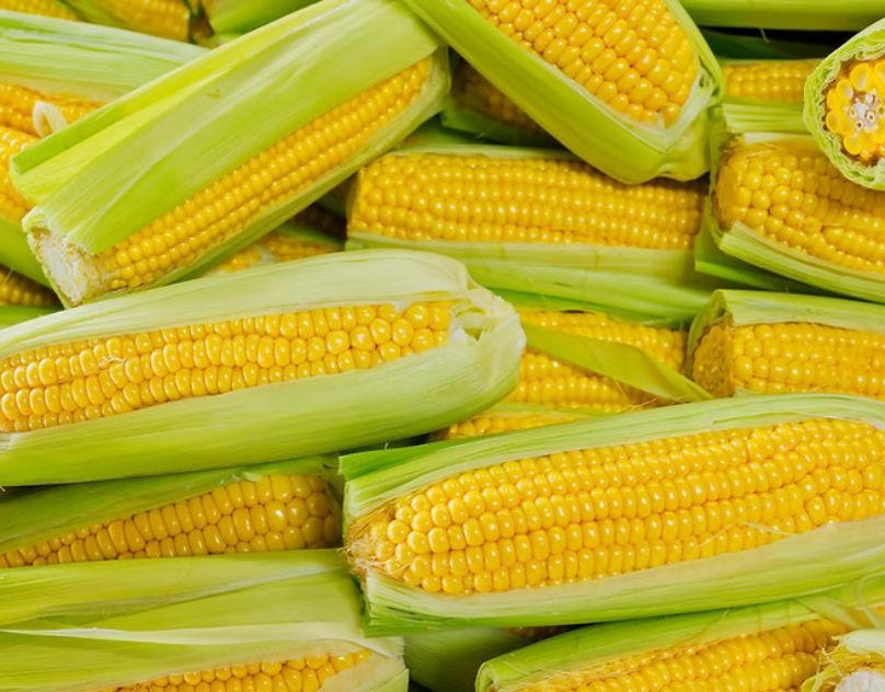 Unlock a Sweeter Harvest with Premium F1 Sweet Corn Seeds from IRIS Hybrid Seeds